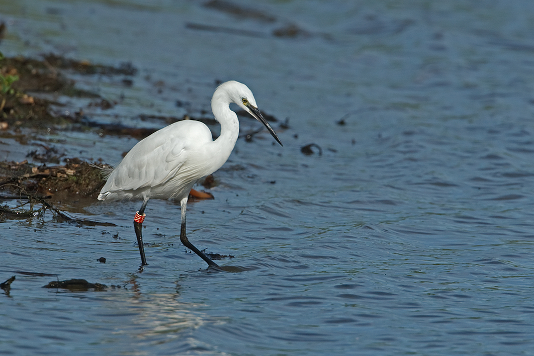 Greta garzetta Little Egret Kleine Zilverreiger